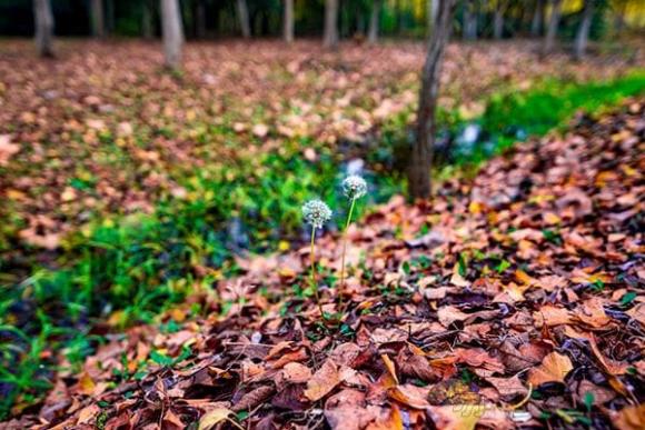 Ngày hạ chí là ngày gì?