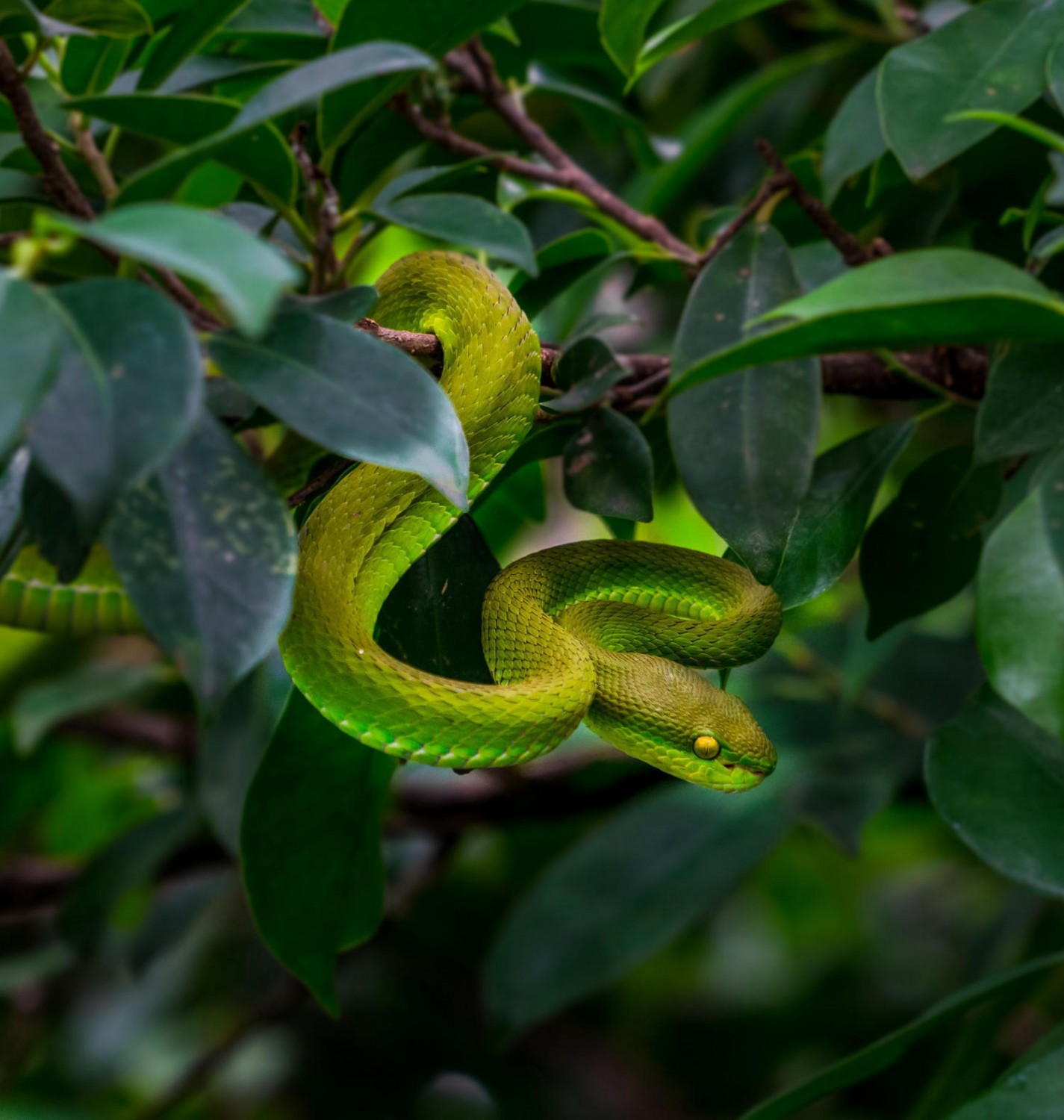 Trại rắn Đồng Tâm Tiền Giang